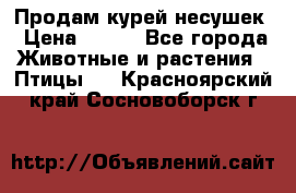 Продам курей несушек › Цена ­ 350 - Все города Животные и растения » Птицы   . Красноярский край,Сосновоборск г.